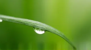 The Gentle Bloom: Soothing Colic in Young Pets Through Herbal Support