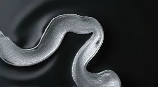 Rabbits and the Silvered Stream: A Quiet Ritual of Renewal