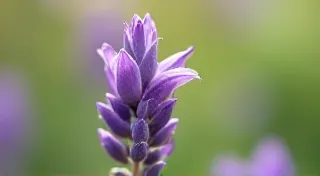 Whispers from the Meadow: Harvesting Wild Herbs Responsibly